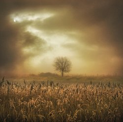 Foggy Morning, Crayford Marshes Wallpaper