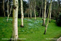 Snowdrops, Easton Grey, Wiltshire 2015 Wallpaper