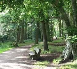 A seat on a walk in Talkin Tarn Country Patk Wallpaper