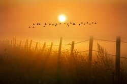 Geese over the Crayford Marshes Wallpaper