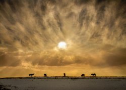 Horses on the Crayford Marshes Wallpaper