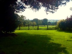 View with a thousand year old tree, leek Staffordshire