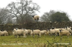 Sheep, nr Luckington, Wiltshire 2008 Wallpaper
