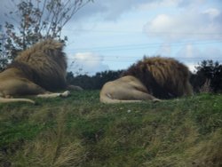 YORKSHIRE WILDLIFE PARK Wallpaper