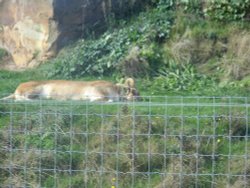 YORKSHIRE WILDLIFE PARK Wallpaper