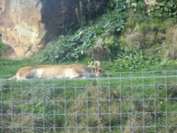 YORKSHIRE WILDLIFE PARK Wallpaper