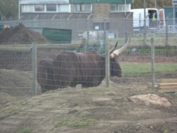 YORKSHIRE WILDLIFE PARK Wallpaper