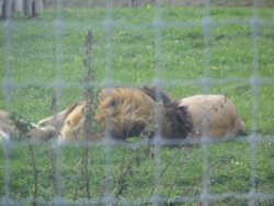 YORKSHIRE WILDLIFE PARK Wallpaper