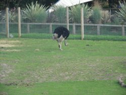 YORKSHIRE WILDLIFE PARK Wallpaper