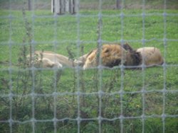 SOUTH YORKSHIRE WILDLIFE PARK Wallpaper