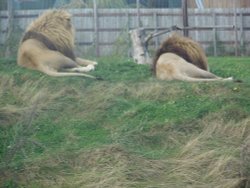 SOUTH YORKSHIRE WILDLIFE PARK Wallpaper