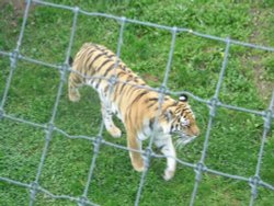 SOUTH YORKSHIRE WILDLIFE PARK Wallpaper