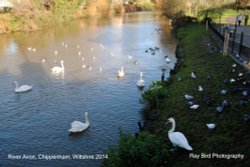 River Avon, Chippenham, Wiltshire 2014 Wallpaper