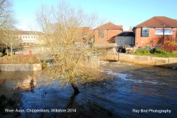 River Avon, Chippenham, Wiltshire 2014 Wallpaper