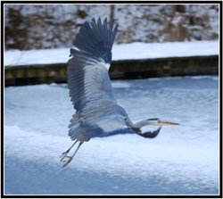 Heron in flight, Reddish Vale Country Park Wallpaper