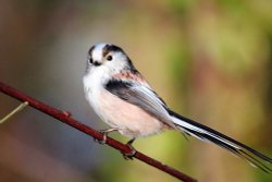 Long tailed tit Wallpaper