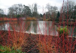 Wisley, cornus in winter Wallpaper