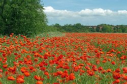 Poppies near Croxdale, County Durham Wallpaper