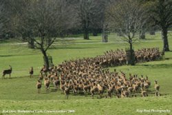 Red Deer Herd, Badminton Park, Gloucestershire 2008 Wallpaper