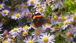 Butterfly on blooms, 5th October 2017 Wallpaper