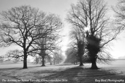 Centre Walk Avenue, nr Acton Turville, Gloucestershire 2016 Wallpaper