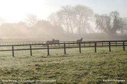 Horses in Paddock, Acton Turville, Gloucestershire 2014 Wallpaper