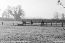 Horses in Paddock, Acton Turville, Gloucestershire 2014 Wallpaper