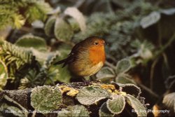 Robin, Acton Turville, Gloucestershire 1992 Wallpaper