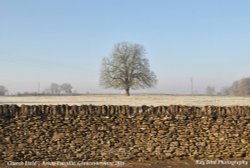 The Chestnut Tree, Park/Church Field, Acton Turville, Gloucestershire 2016 Wallpaper