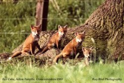 Fox-Cubs, nr Acton Turville, Gloucestershire 1981 Wallpaper