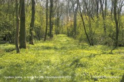 Gouters Gorse, nr Acton Turville, Gloucestershire 2012