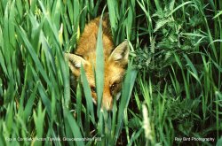 Fox in Cornfield, Acton Turville, Gloucestershire 1988 Wallpaper