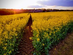 Andover Rapeseed Field