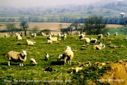 Ewes & Lambs, The Knoll, Hawkesbury Upton, Gloucestershire 2003 Wallpaper