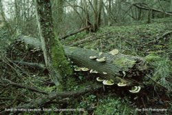 Fungi on rotting tree trunk, Kilcott, Gloucestershire 1989 Wallpaper