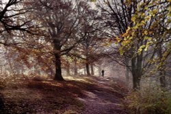 Autumn stroll In Judy Woods Wyke Wallpaper