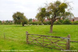Sheep in Orchard, Charfield, Gloucestershire 2014 Wallpaper