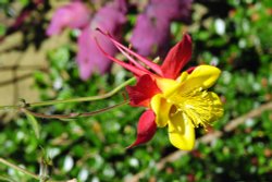 In the flower garden of Great Dixter