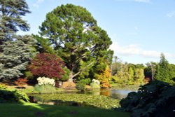 Sheffield Park Garden, Uckfield, Wallpaper