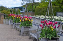 Harlow Carr Garden Tulip display Wallpaper