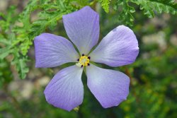 National Botanical Garden of Wales Wallpaper