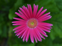 National Botanical Garden of Wales Wallpaper