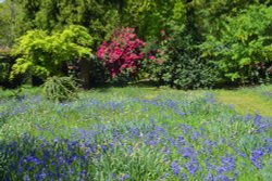 Stody Lodge Garden Wallpaper