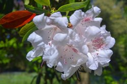 Stody Lodge Garden Wallpaper