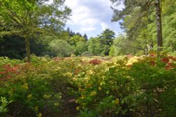 Stody Lodge Garden Wallpaper