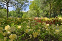 Stody Lodge Garden Wallpaper