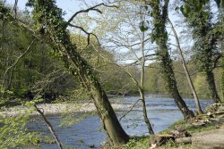 River Ure at West Tanfield Wallpaper