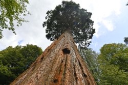 Nymans Grounds, redwood tree Wallpaper