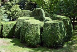 Nymans Garden, topiary Wallpaper