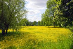 Buttercups but no daisies, Westbury-on-Severn Wallpaper